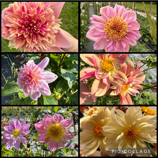 Petite Florets