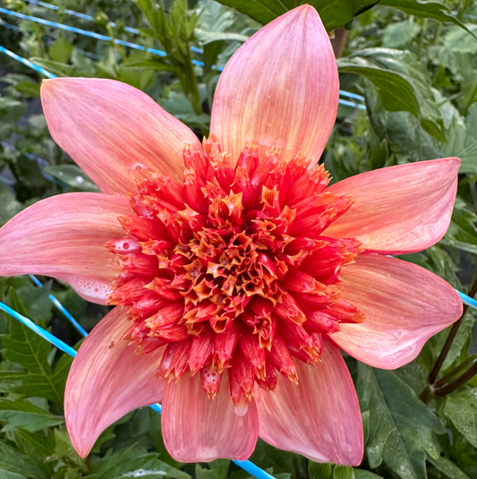 Totally Tangerine